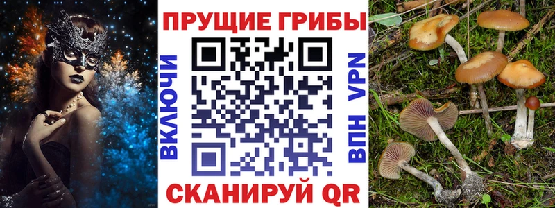 Галлюциногенные грибы Psilocybe  Нелидово 